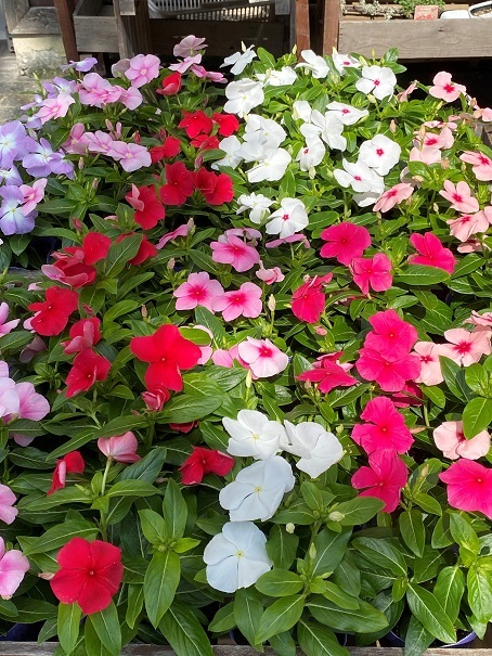 花苗入荷情報【’210614】_a0201358_16185661.jpg