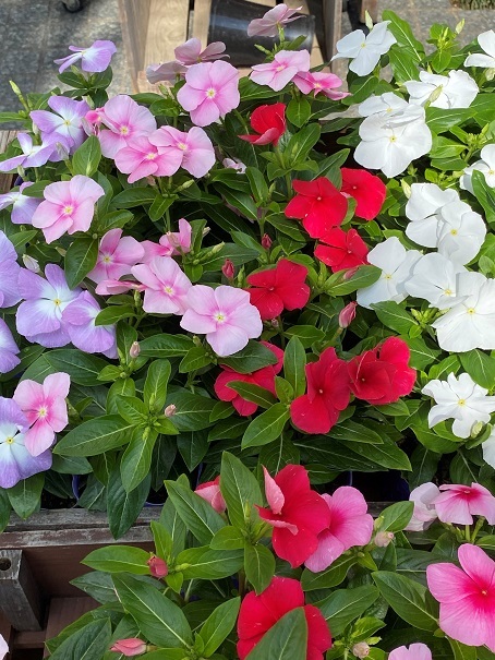 花苗入荷情報【’210614】_a0201358_16191389.jpg