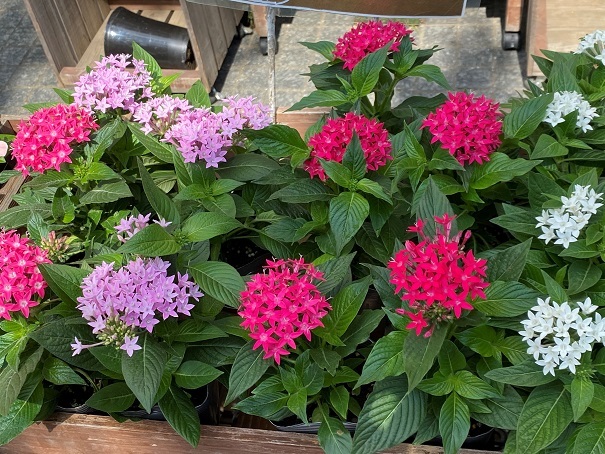 花苗入荷情報【’210614】_a0201358_16204395.jpg