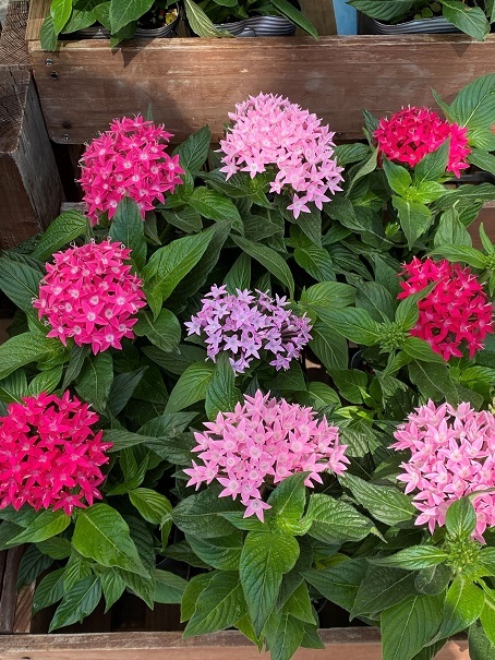 花苗入荷情報【’210614】_a0201358_16205274.jpg