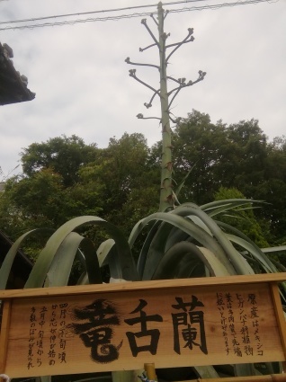 つぼみ…_b0368362_02190385.jpg