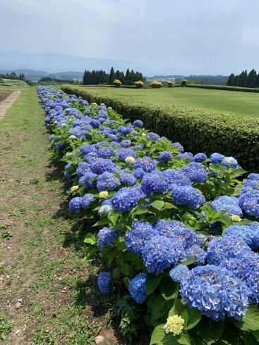 小林市の松永一先生のハウスへ 宮崎の花屋 アナーセン 小林市の松永一先生のハウスへ 宮崎の花屋 アナーセン