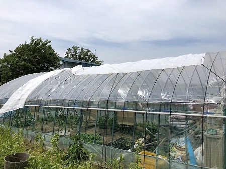 野菜作り・・温室に遮熱シートを付けました。_d0251572_07042426.jpg