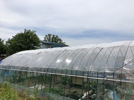 野菜作り・・温室に遮熱シートを付けました。_d0251572_07054348.jpg