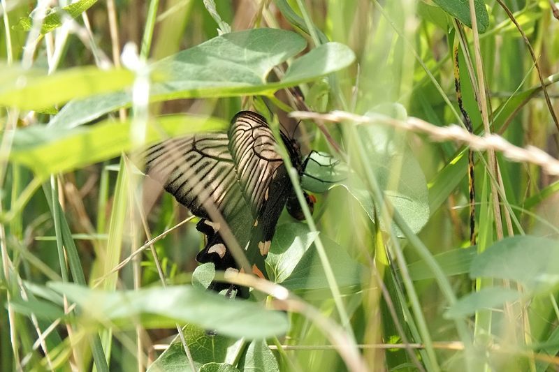 小畔川便り(ジャコウアゲハの産卵:2021/6/5-7)_f0031682_07192774.jpg