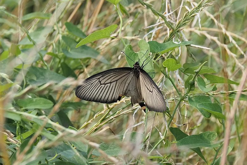小畔川便り(ジャコウアゲハの産卵:2021/6/5-7)_f0031682_07193499.jpg