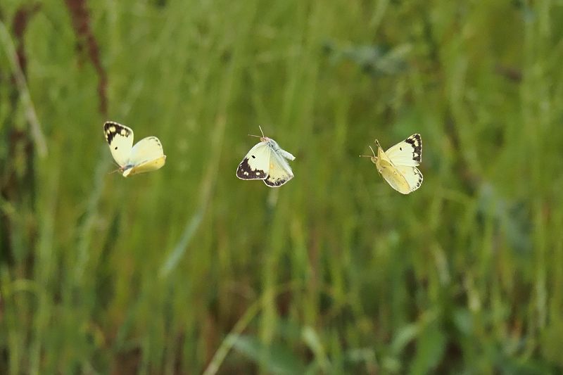 小畔川便り(ジャコウアゲハの産卵:2021/6/5-7)_f0031682_07194652.jpg