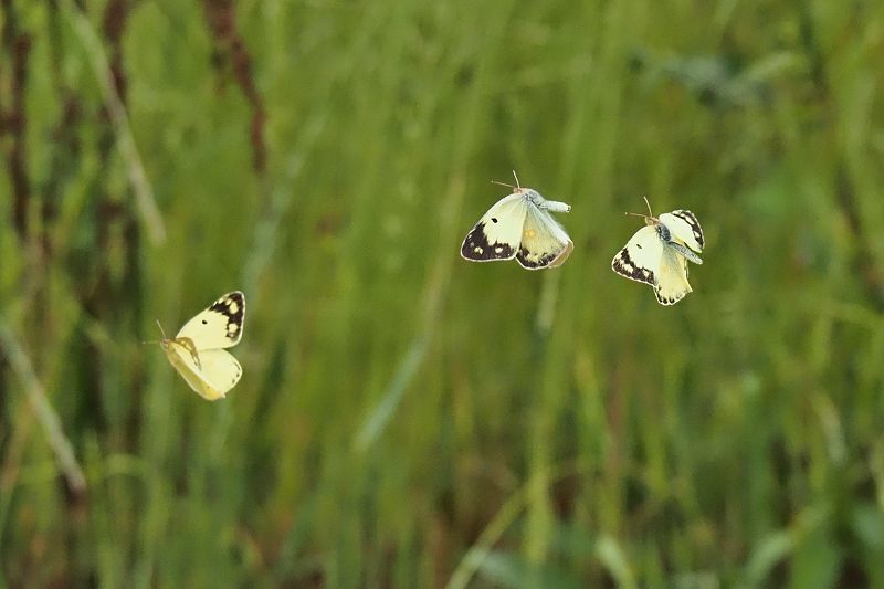 小畔川便り(ジャコウアゲハの産卵:2021/6/5-7)_f0031682_07194689.jpg