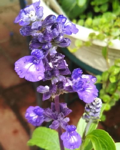 青き花 瑞々しさや 梅雨入りて ブルーサルビア 健気に育つ植物たち