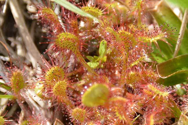食虫植物モウセンゴケ 四季の風 食虫植物モウセンゴケ 四季の風