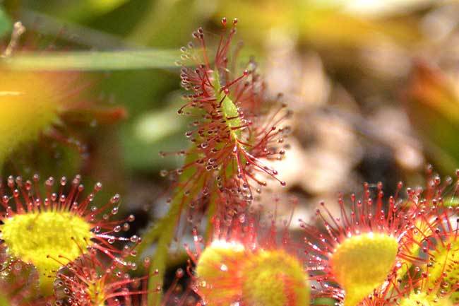 食虫植物モウセンゴケ 四季の風 食虫植物モウセンゴケ 四季の風