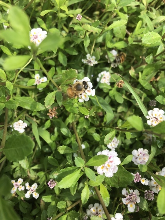 見沼の自然_a0129492_07265257.jpeg