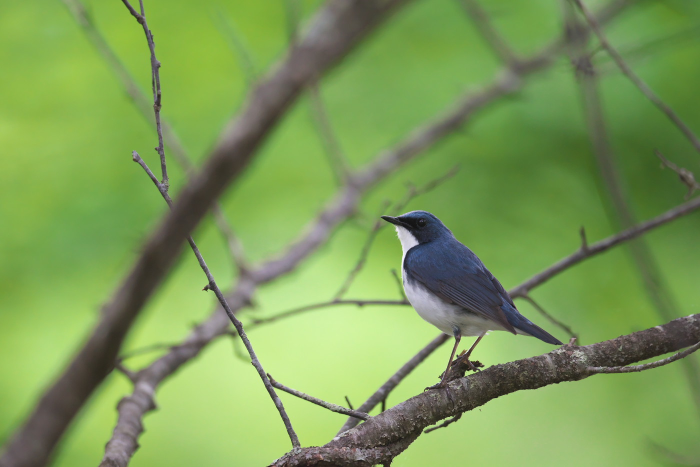 コルリ その６ 新緑の森 後半 瑞穂の国の野鳥たち