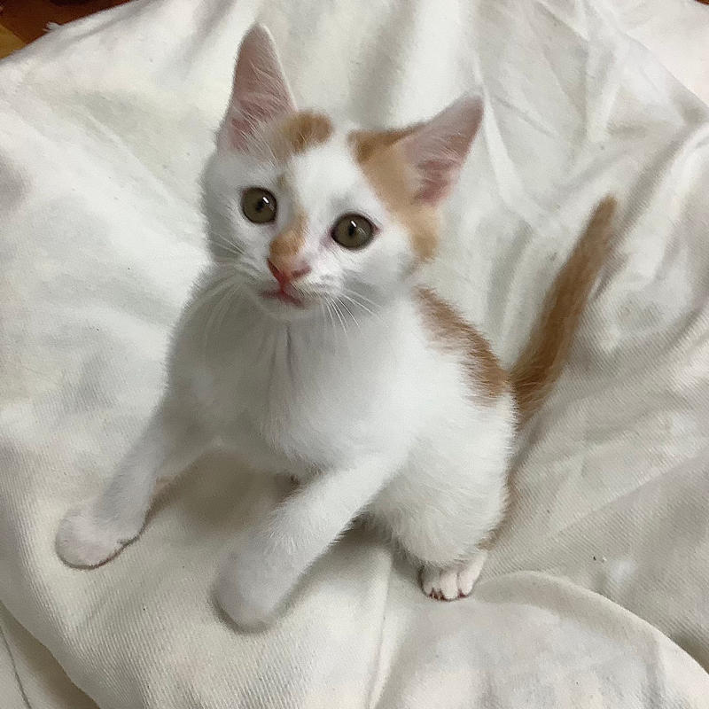 ☆6/26譲渡会出場にゃんず☆約3ヶ月子猫白茶♂白三毛♀白茶♂ : NPO