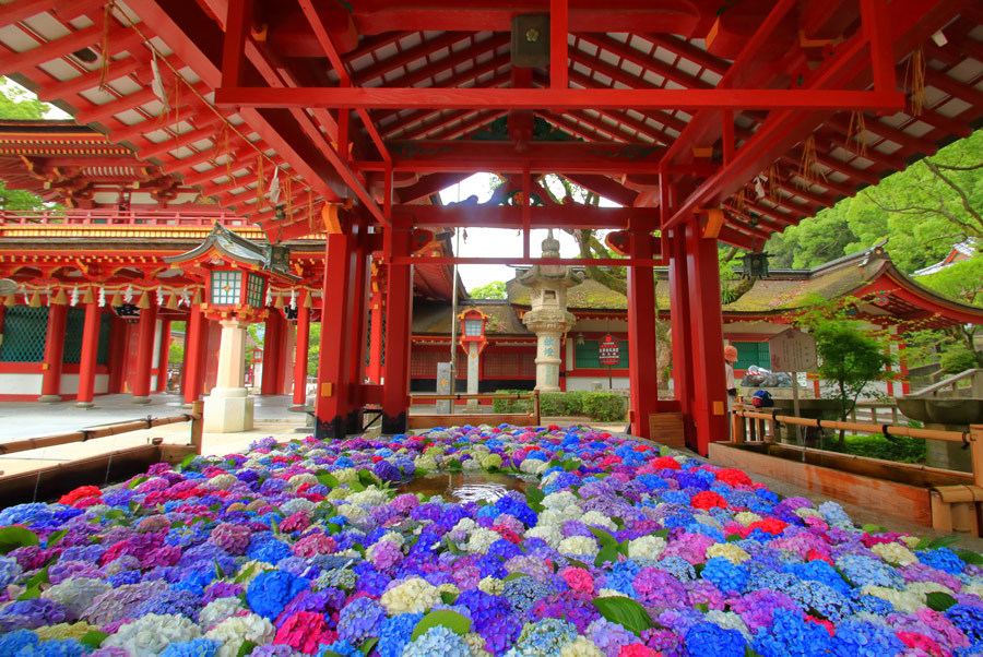 太宰府天満宮の紫陽花 九州ロマンチック街道