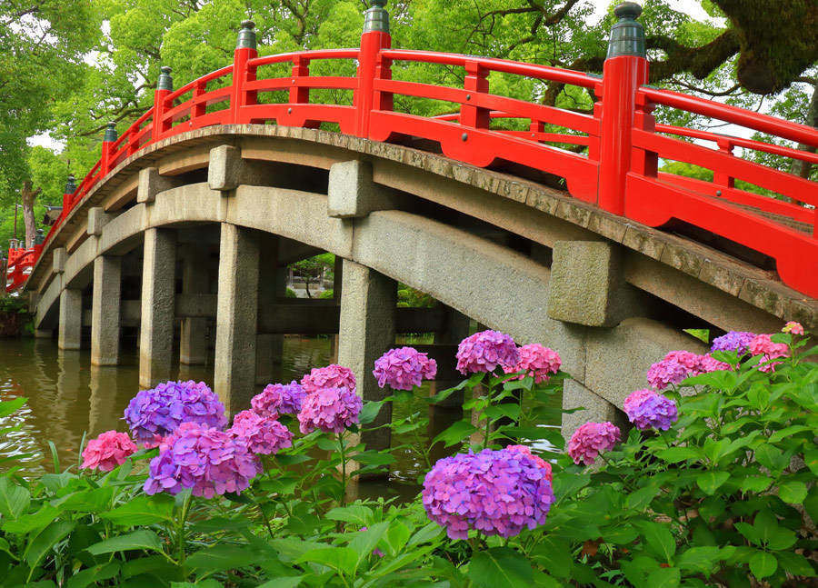太宰府天満宮の紫陽花 九州ロマンチック街道 太宰府天満宮の紫陽花 九州ロマンチック街道