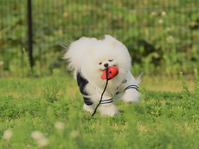実はこれには続きがあって、_d0360206_19443011.jpg