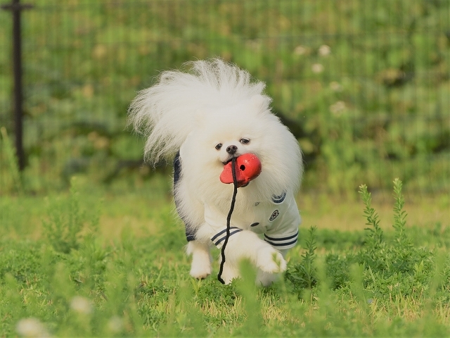 実はこれには続きがあって、_d0360206_19443362.jpg
