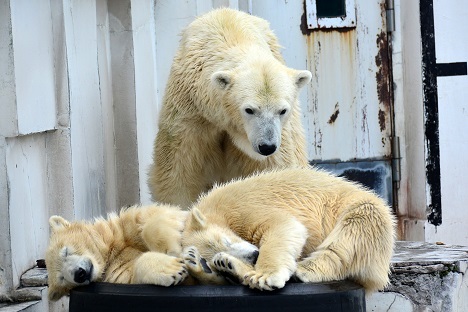 ララ 札幌 円山動物園 と8頭の子供たち の番組を観ての感想 苦闘を展開する日本各地のララの子供たち Polarbearology Conjectaneum