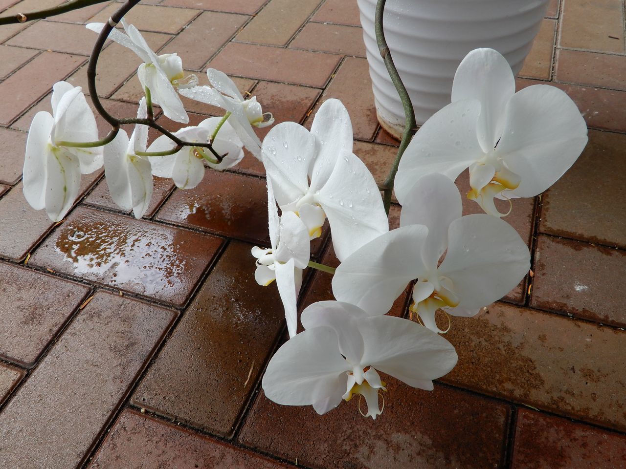 曇のち晴れのち雨のち晴れ_c0025115_21134383.jpg
