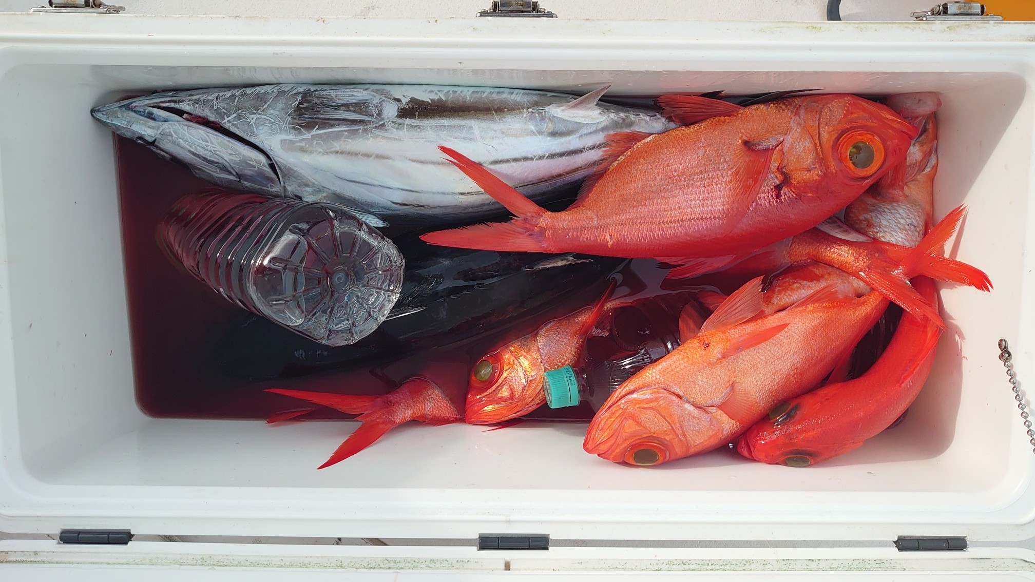 ビルフィッシュラボ カジキ深海魚研究所