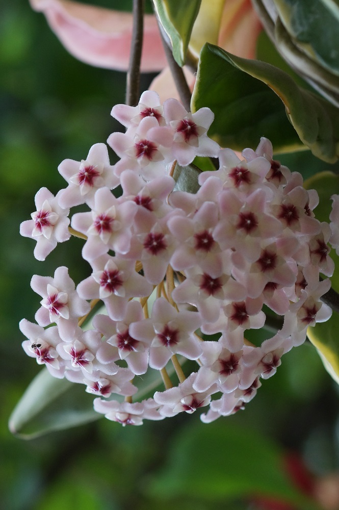 サクララン 我が家の花たち サクララン 我が家の花たち