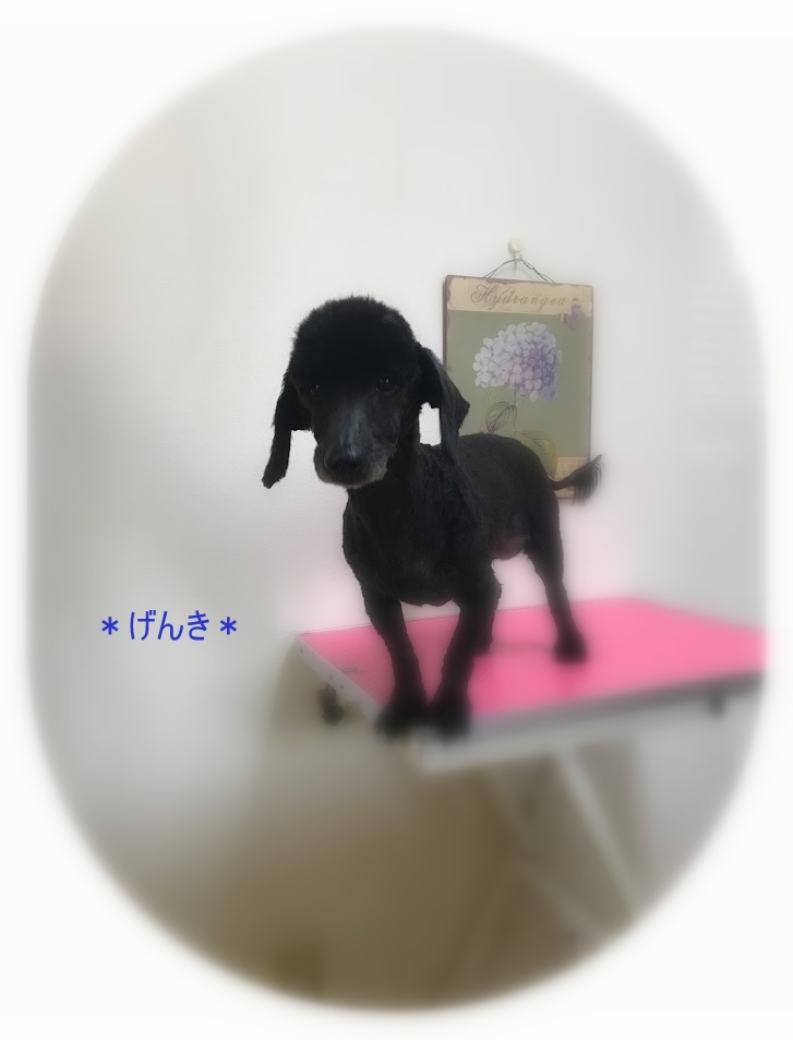 げんき君＆チビちゃん_a0315823_19155377.jpg