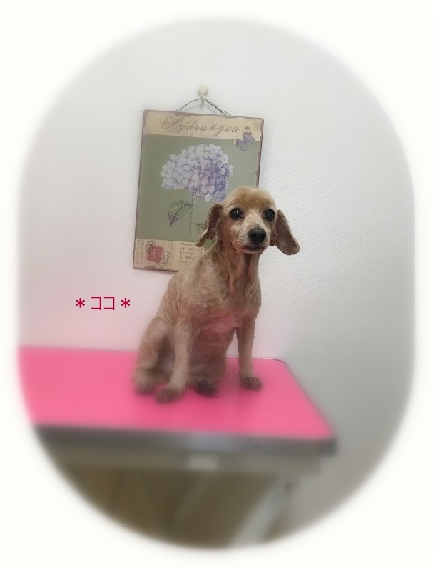 ココちゃん＆パピちゃん_a0315823_19161185.jpg