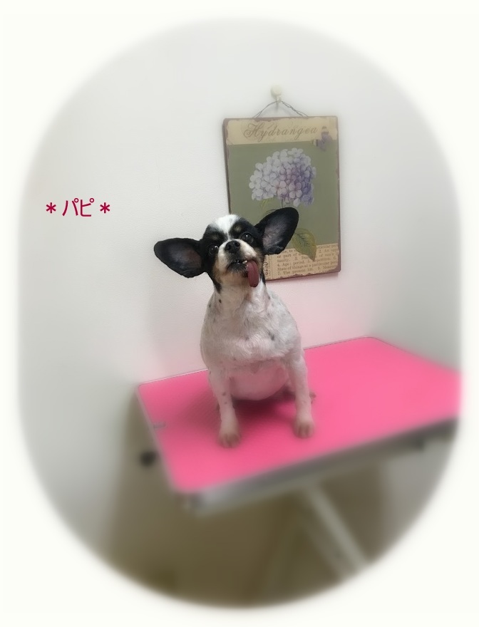 ココちゃん＆パピちゃん_a0315823_19161806.jpg