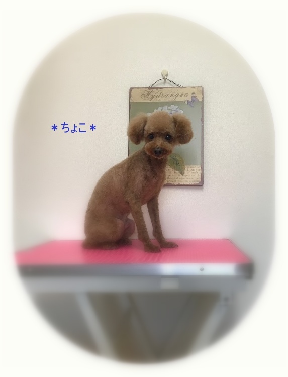 ちょこ君_a0315823_19162889.jpg