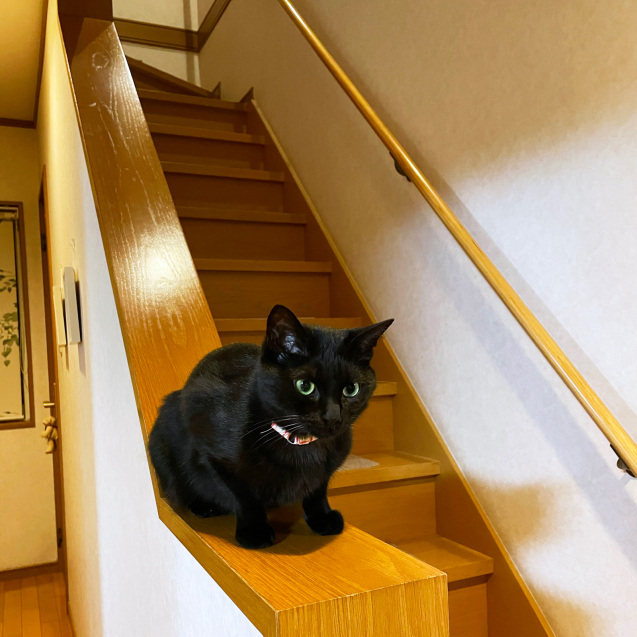 ねこの真実 にゃんず日記 ねこの真実 にゃんず日記