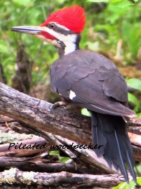 今年よくお見かけする方2 pileated woodpecker : NYからこんにちは