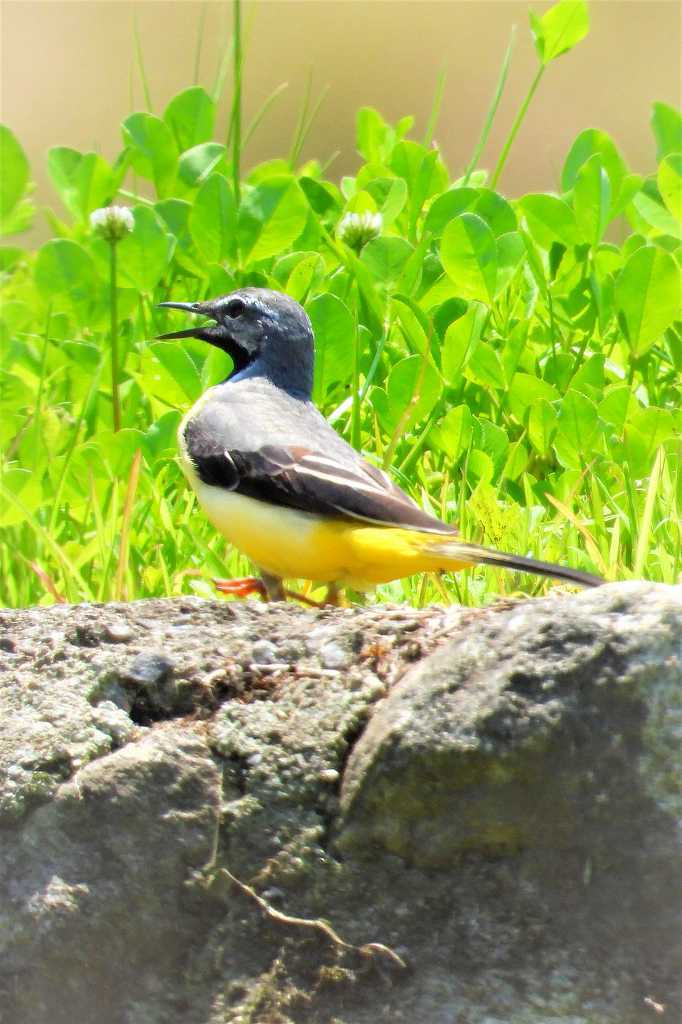 清冽な水辺の鳥 キセキレイ_a0393942_20502457.jpg