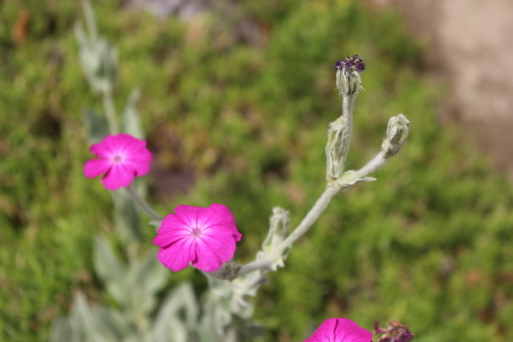 酔仙翁 スイセンノウ ひげ爺の花便り