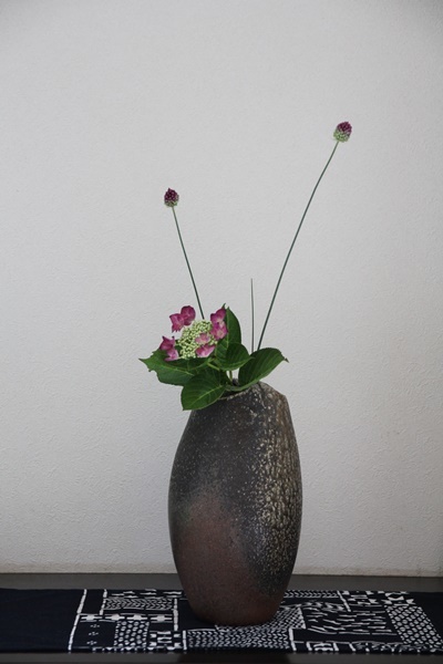 アリウム Sugar Butter