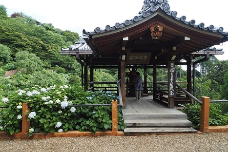 アジサイの咲くお寺　　善峯寺_c0303868_06343730.jpg