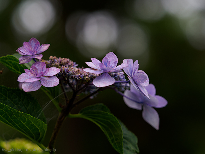 愛される花木_e0097970_22272488.jpg