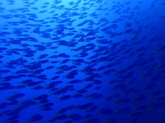 210615 お魚大渋滞でプチパニック！_a0335173_17523421.jpg