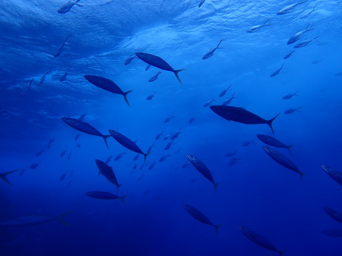 210615 お魚大渋滞でプチパニック！_a0335173_17530094.jpg