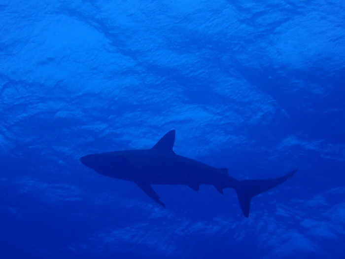 210615 お魚大渋滞でプチパニック！_a0335173_17530484.jpg