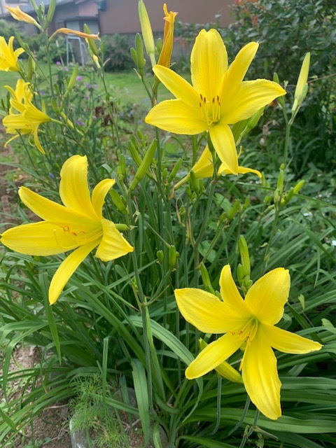 花盛り&先生大好き!_e0040673_19225229.jpg