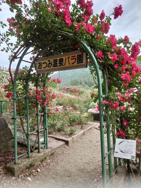 あつみバラ公園 バラの花 致道ブログ あつみバラ公園 バラの花 致道ブログ