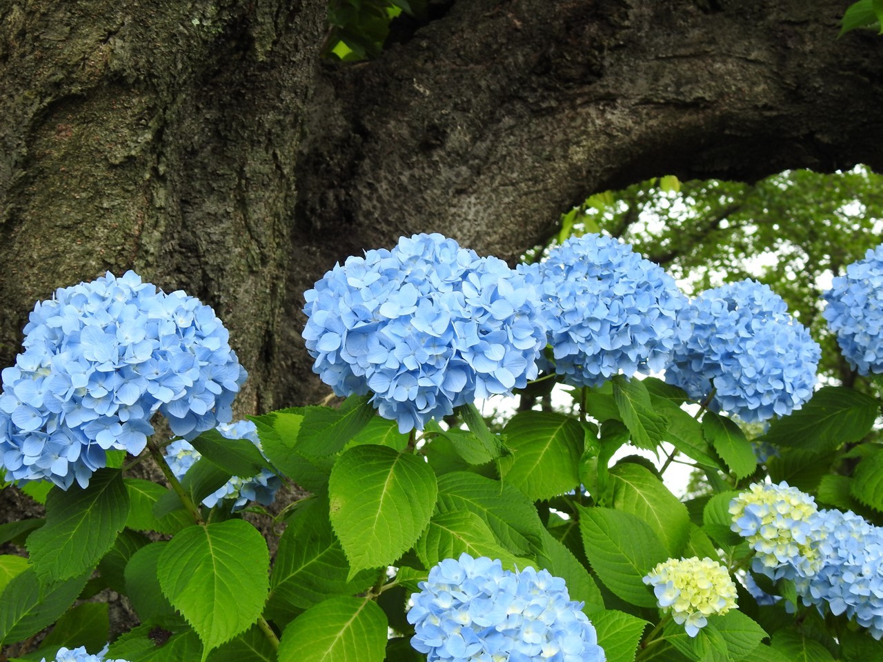 犀川あじさいロードの紫陽花達 自然風の自然風だより 犀川あじさいロードの紫陽花達 自然風の自然風だより