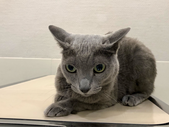 ねこ 海 かい ちゃん手術 家田荘子ブログ 心のコトバ