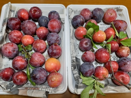 My neighbor brought  us \" Plum\"    スモモをいただきました！_b0245877_23431885.jpg