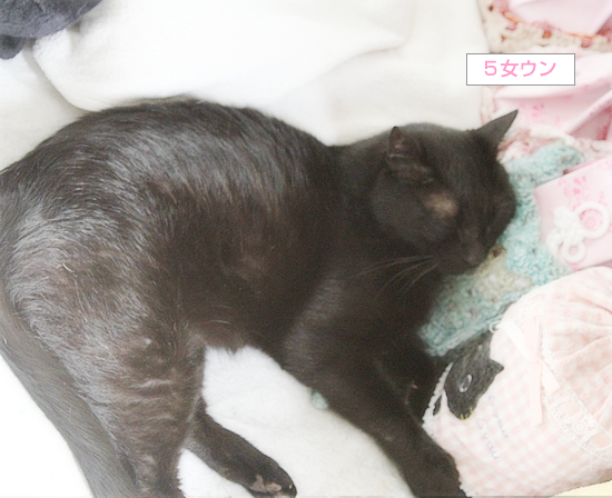 猫セラピー_a0389088_17184833.jpg