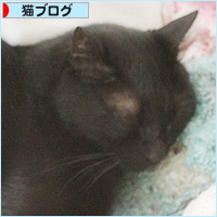 猫セラピー_a0389088_17184918.jpg