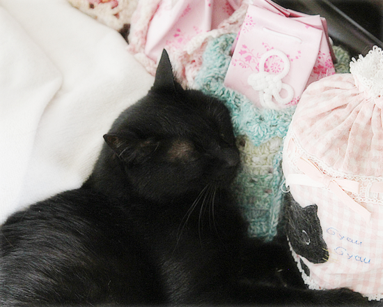 猫セラピー_a0389088_17184956.jpg
