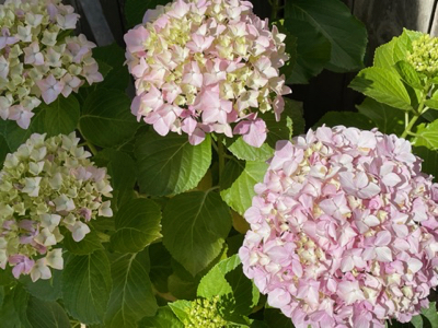 我が家の紫陽花の変遷 やせっぽちソプラノのキッチン２