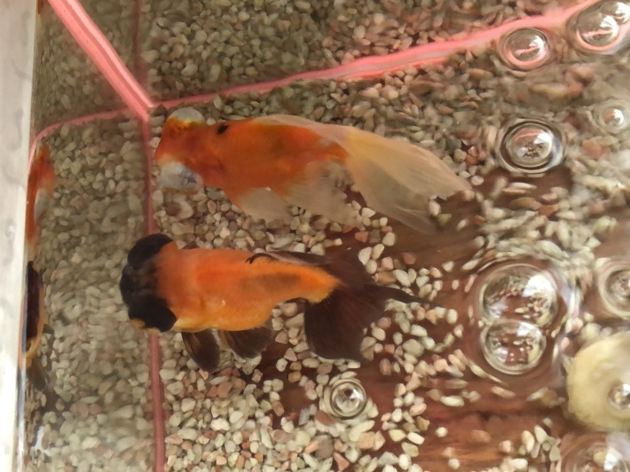 在宅勤務_a0129492_18431118.jpeg
